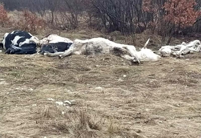 Uginule krave - Livno: Pronađene uginule krave, mještani strahuju od zaraze